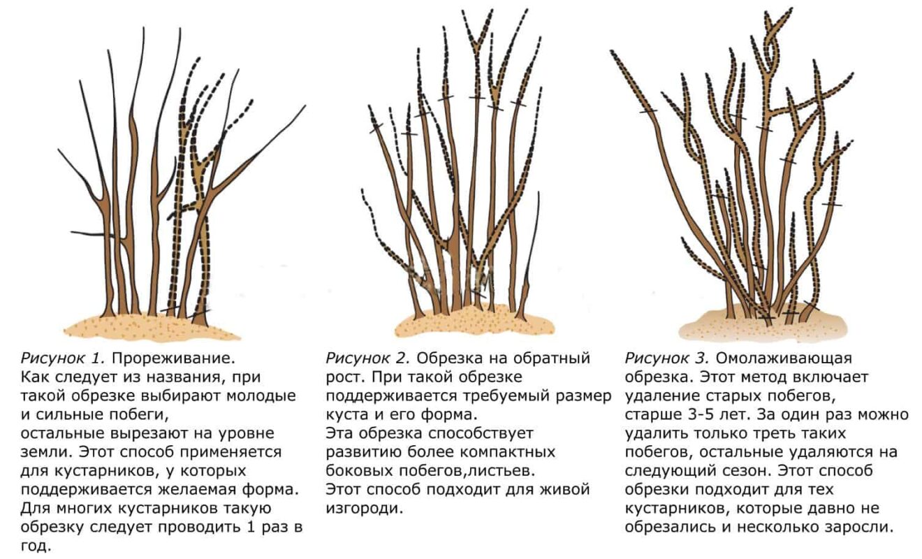 Схема обрезки смородины